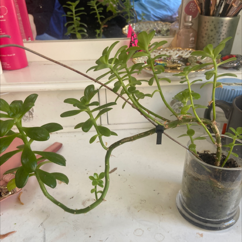 Photo of the plant species Sedum cepaea by Ceara named Michael on Greg, the plant care app