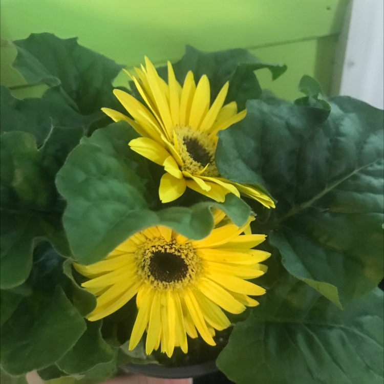 Photo of the plant species Daisy by @Sam-hi named Anne on Greg, the plant care app