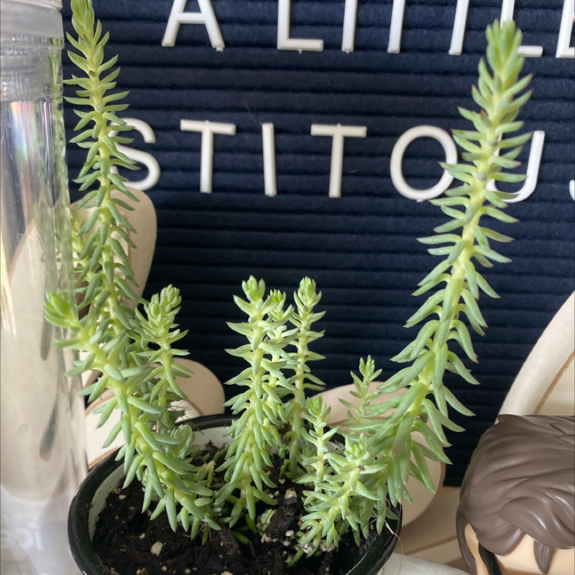Photo of the plant species Pale Stonecrop by @ryliejo named Leaf Erikson on Greg, the plant care app