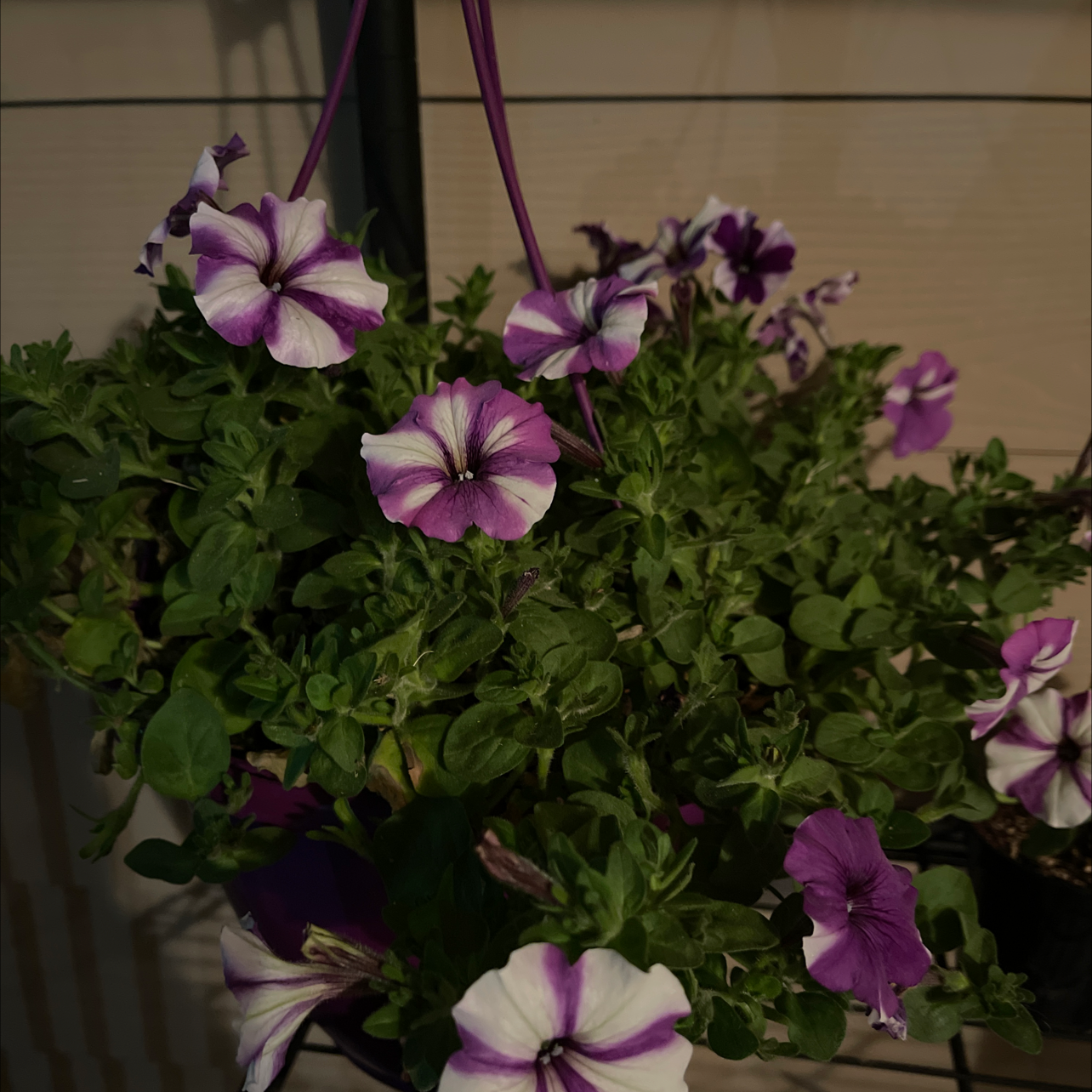 Hanging basket of Large White Petunia with purple accents, healthy and flowering.
