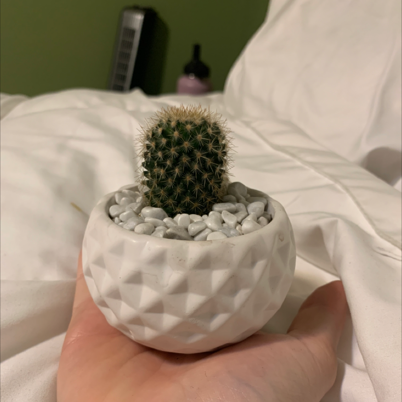 Mammillaria Formosa cactus in a white textured pot with white pebbles, held by a hand.