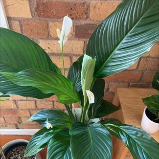 Peace Lily plant in Auckland, Auckland