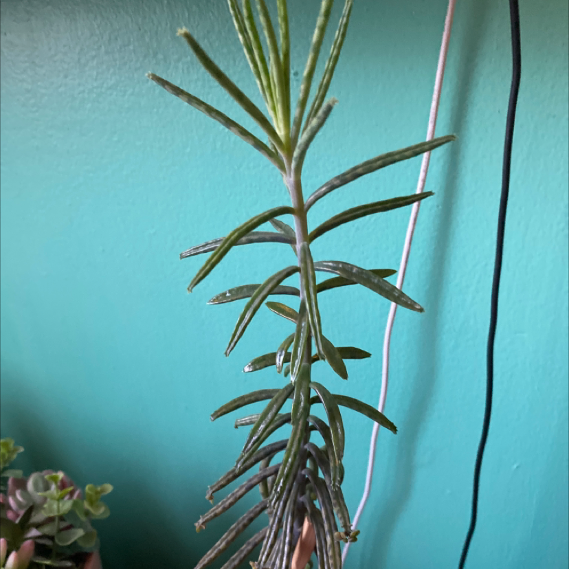 A healthy Mother of Millions plant with vibrant green leaves and small plantlets along the margins, well-framed against a teal background.