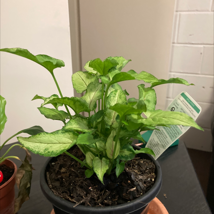 Photo of the plant species Syngonium 'Randy' by Natalie named Zion on Greg, the plant care app