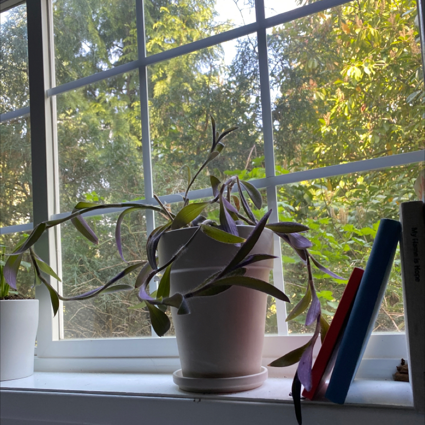 Purple Heart plant photo by @Trinityrose named Stanley on Greg, the plant care app.