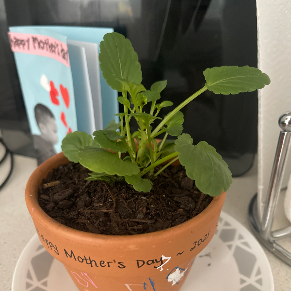 Potted Wild Pansy plant labeled 'Happy Mother's Day ~ 2021' with visible soil.