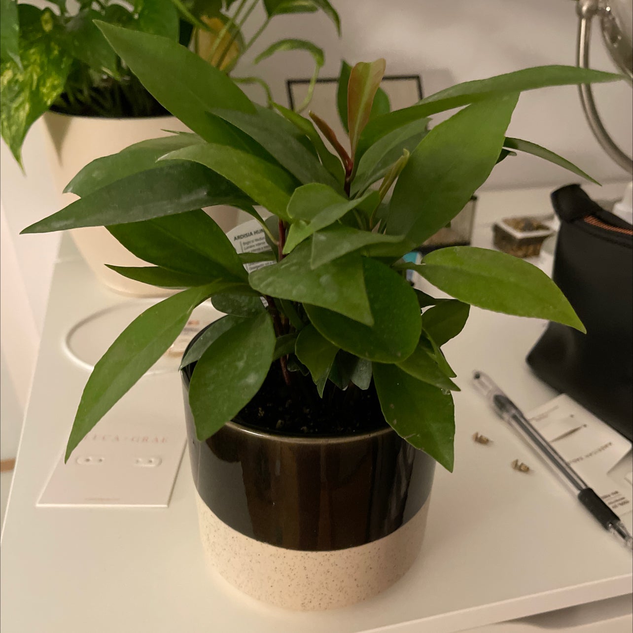 Photo of the plant species Low Shoebutton by @alyssagreenwell named Leonardo on Greg, the plant care app