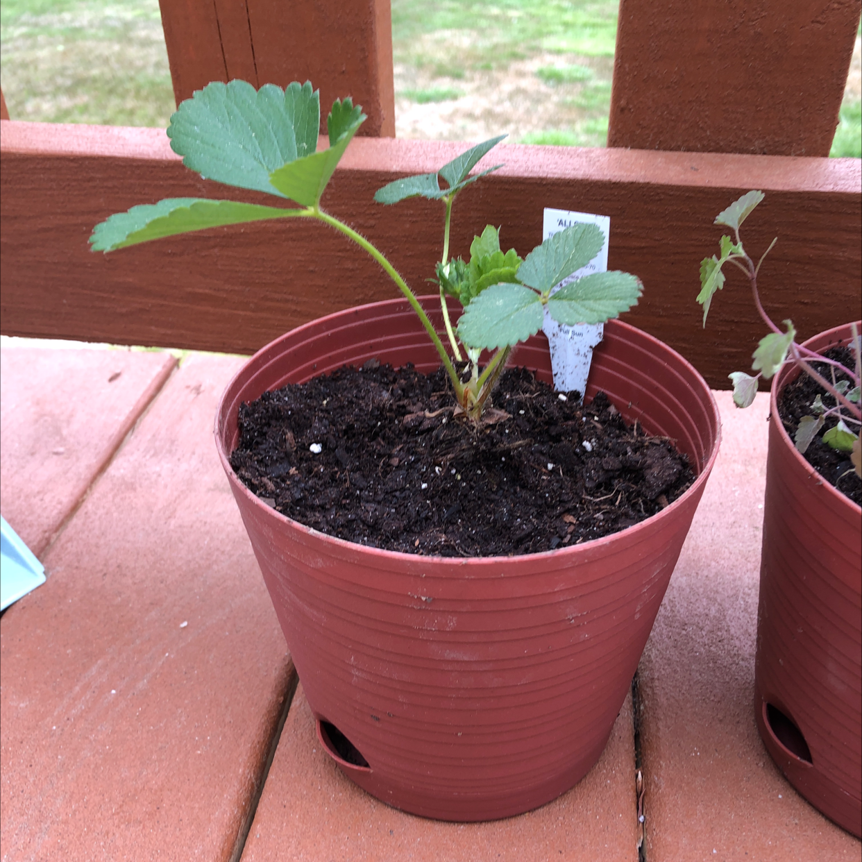 Potted California Strawberry plant with healthy green leaves and visible soil.