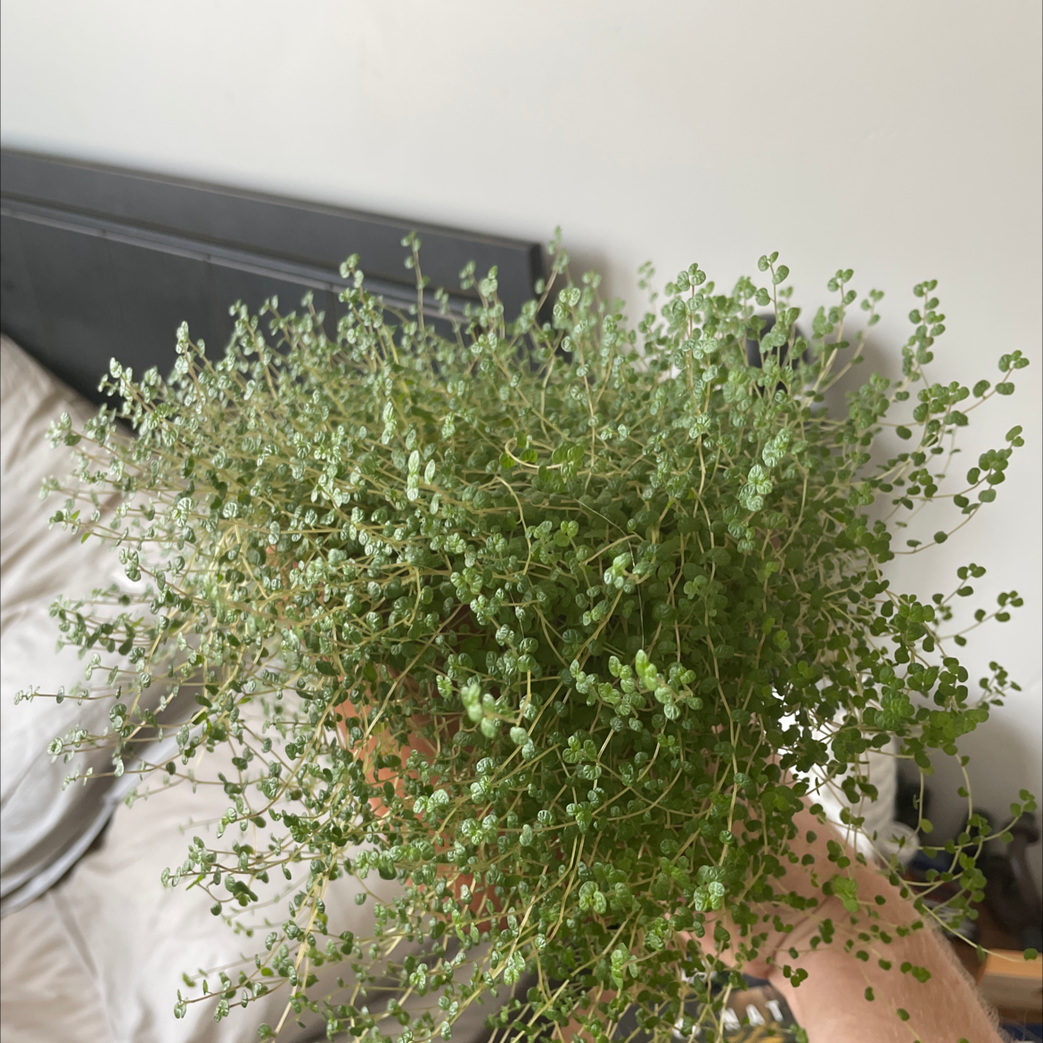 Photo of the plant species Baby's Tears by @yampoio named Franklin on Greg, the plant care app