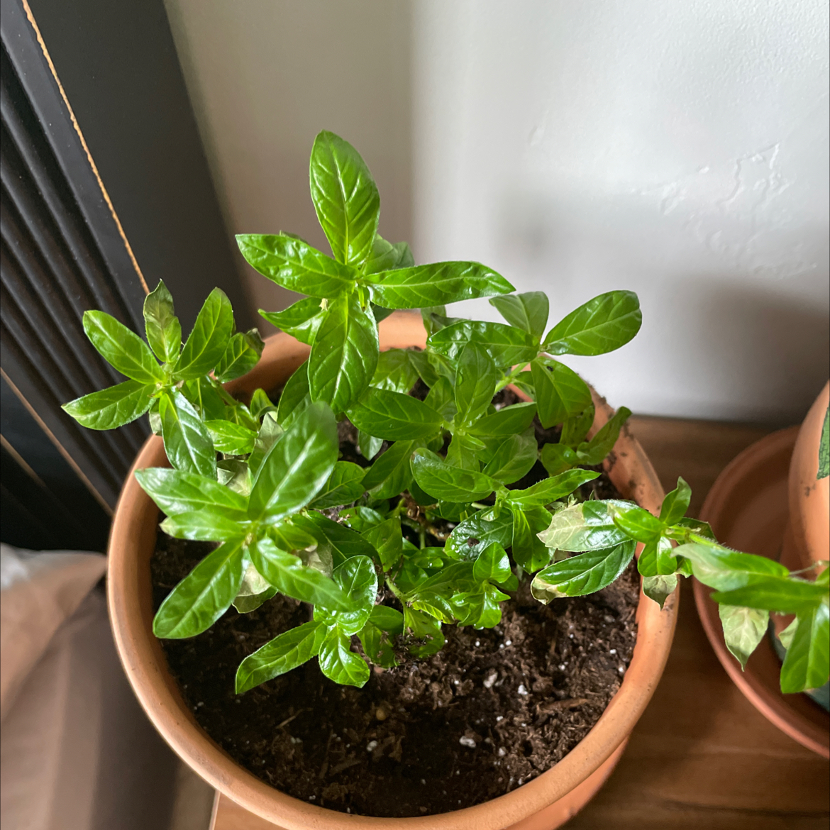 Potted Mexican-Heather plant with green leaves, visible soil, and no signs of discoloration.