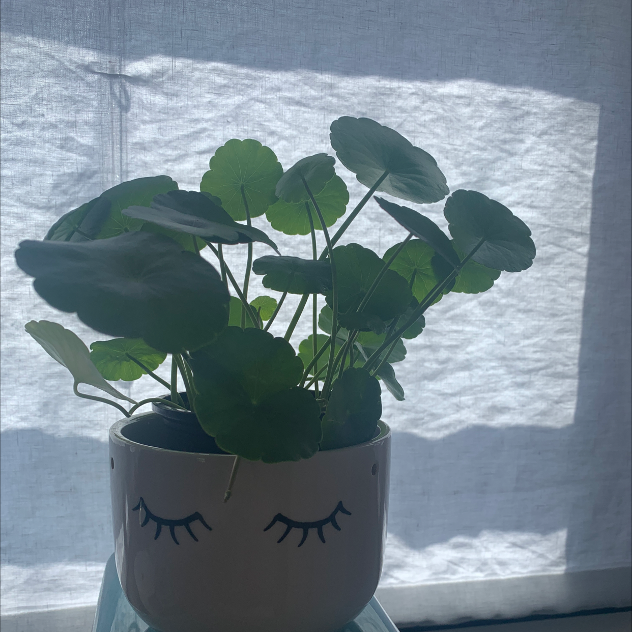 Manyflower Marshpennywort plant in a decorative pot with a face design, healthy green leaves.