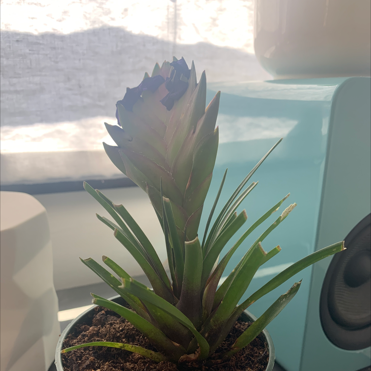 Pink Quill Plant (Tillandsia cyanea) in a pot with some browning at the tips of the quill.
