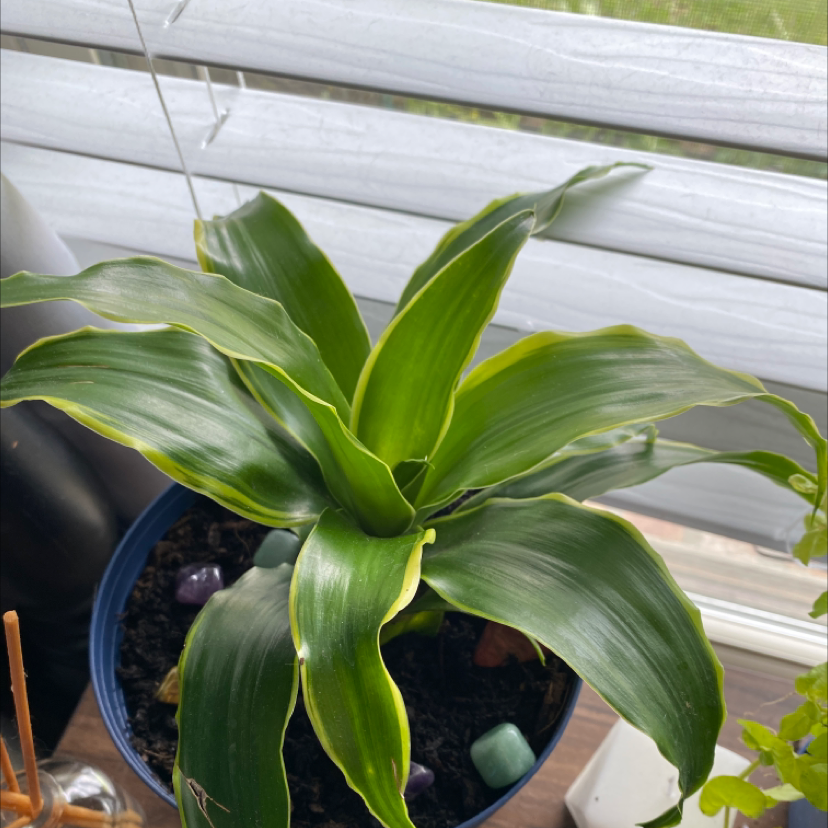 Healthy Basket Plant in a blue pot with glossy green leaves and visible soil.