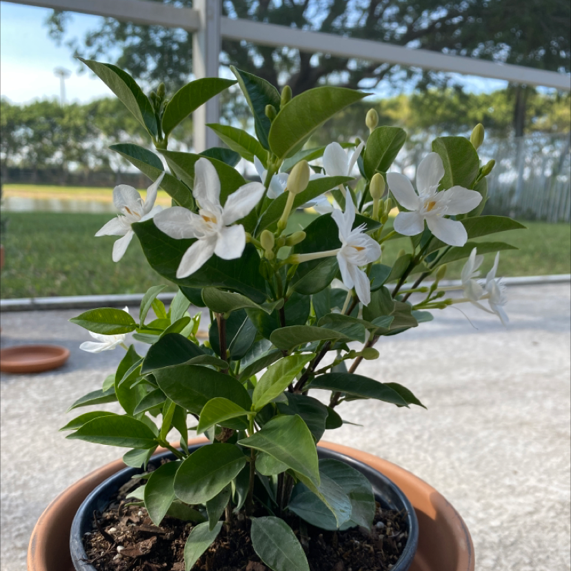 Photo of the plant species Coral Swirl by Abby named Francine on Greg, the plant care app