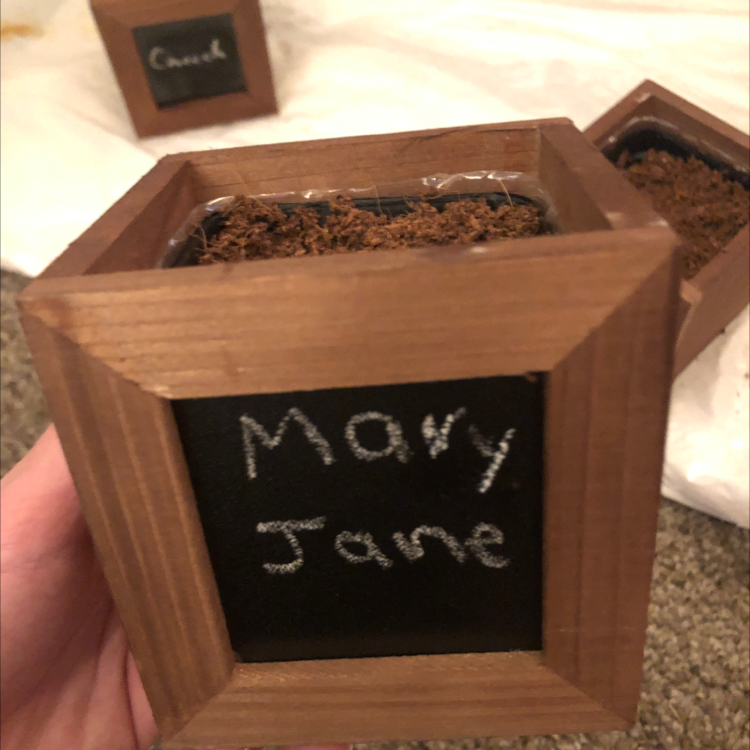 A wooden box labeled 'Mary Jane' containing a small, healthy thyme plant growing in soil mix.