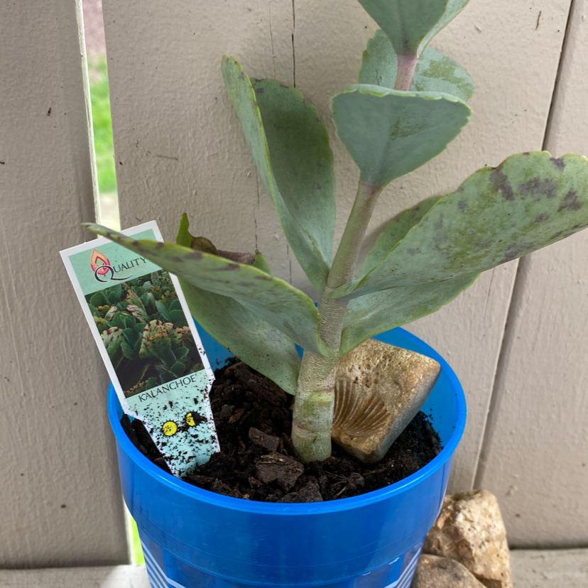 Photo of the plant species Marnier's Kalanchoe by @venus_benus_23 named Soap on Greg, the plant care app