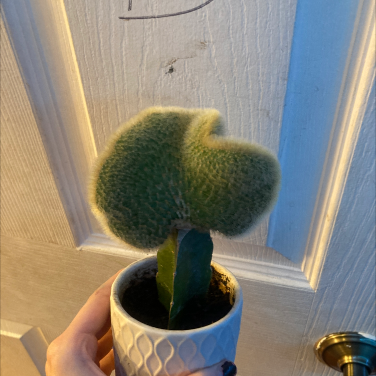 Silver Torch Cactus in a small pot, held by a hand, with a fuzzy texture.