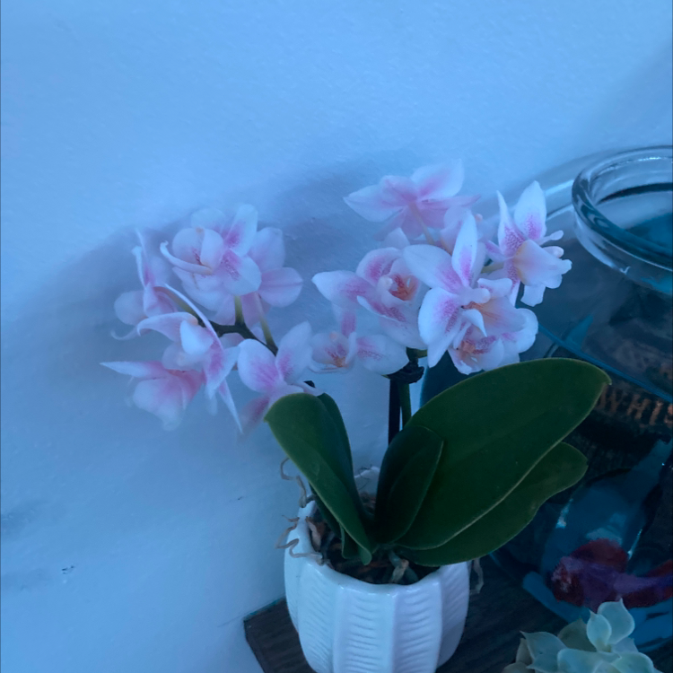 Noble Dendrobium orchid with pink and white flowers in a white pot.