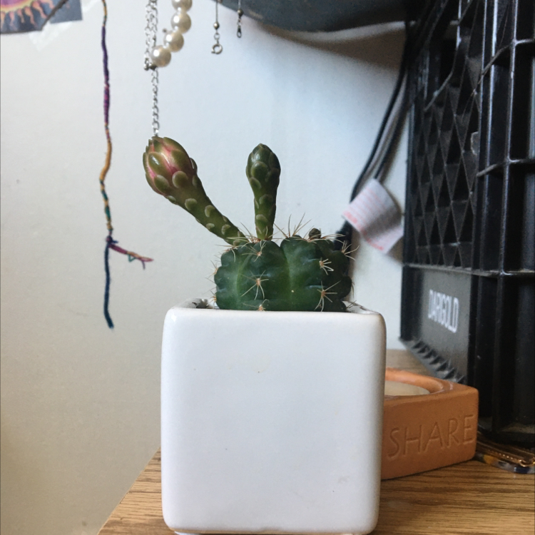 Photo of the plant species Kingcup Cactus by @heaalingsinz named eegie on Greg, the plant care app