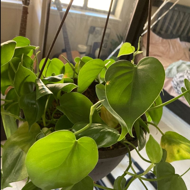 Closeup of a healthy, vibrant Heartleaf Philodendron plant with large, glossy green heart-shaped leaves and sturdy light green stems.