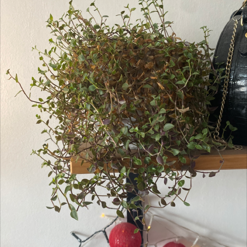 Lush, healthy creeping inch plant with delicate trailing stems covered in small green leaves, growing in a red pot.