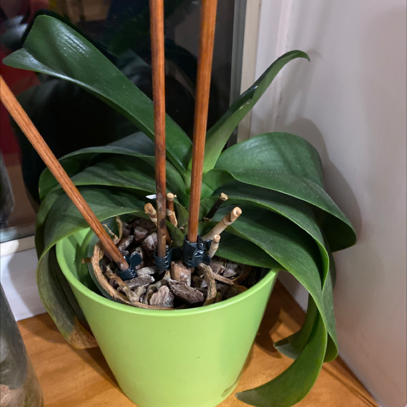 Potted Jewel Orchid with dark green leaves supported by wooden stakes.