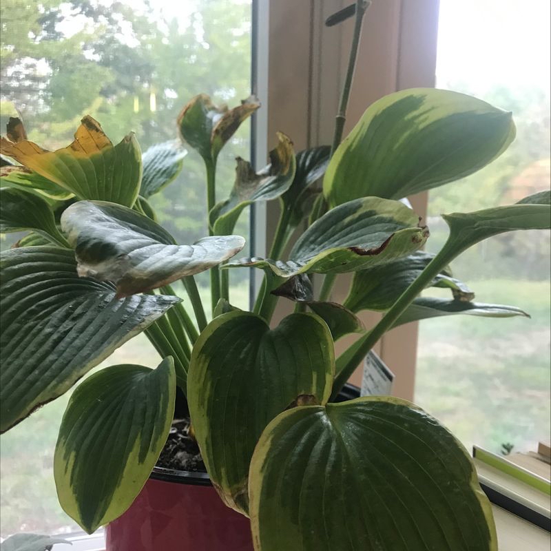 Siebold's Plantain Lily with broad green leaves showing yellowing and browning edges, placed near a window.