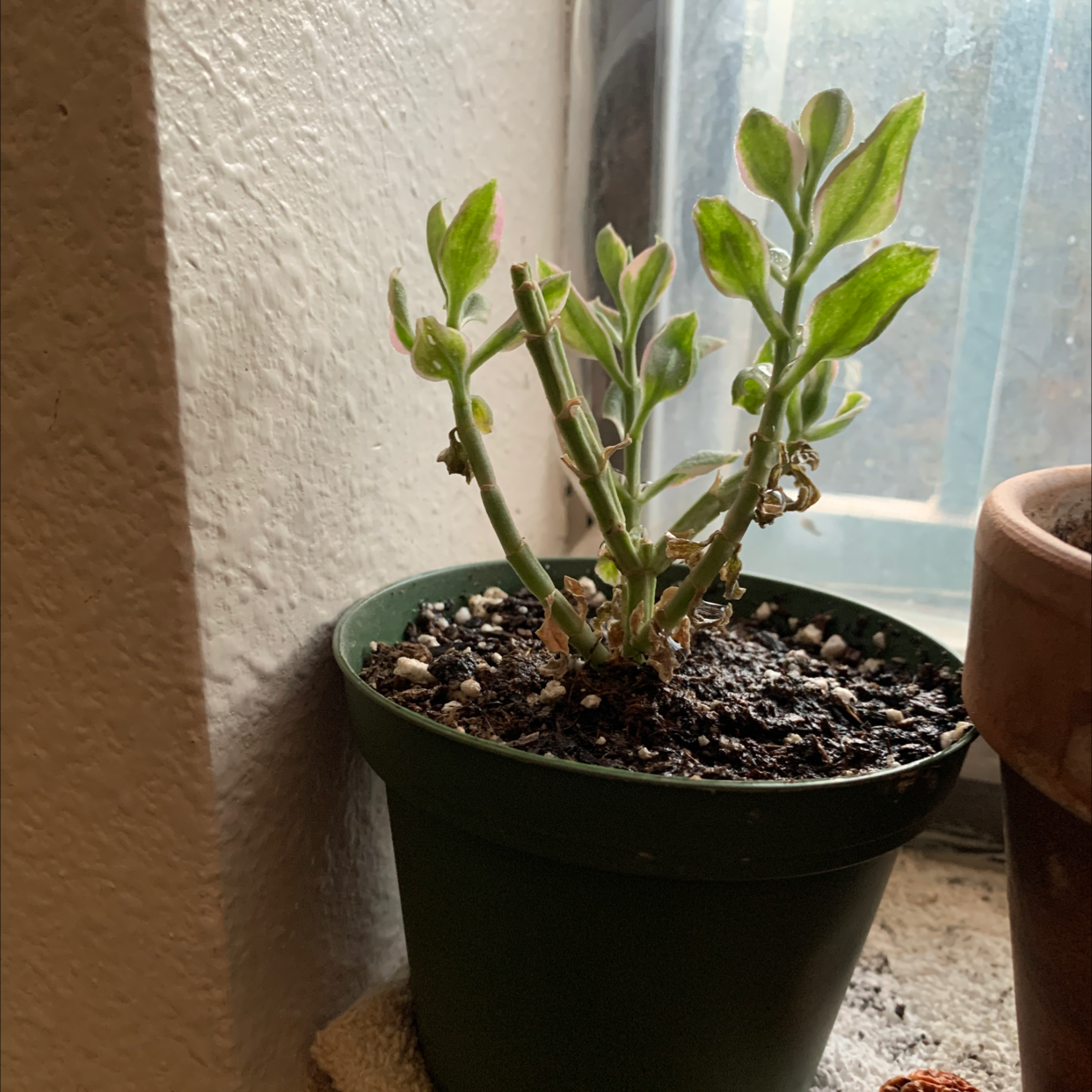 A healthy green Japanese Poinsettia plant growing in a black pot, with several upright stems and oval leaves, against a white wall.