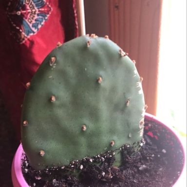 Plant care for Amaryllis on Greg, the plant care app