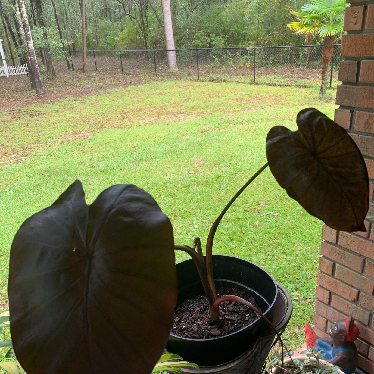 Potted Taro plant with large, dark leaves in an outdoor setting.