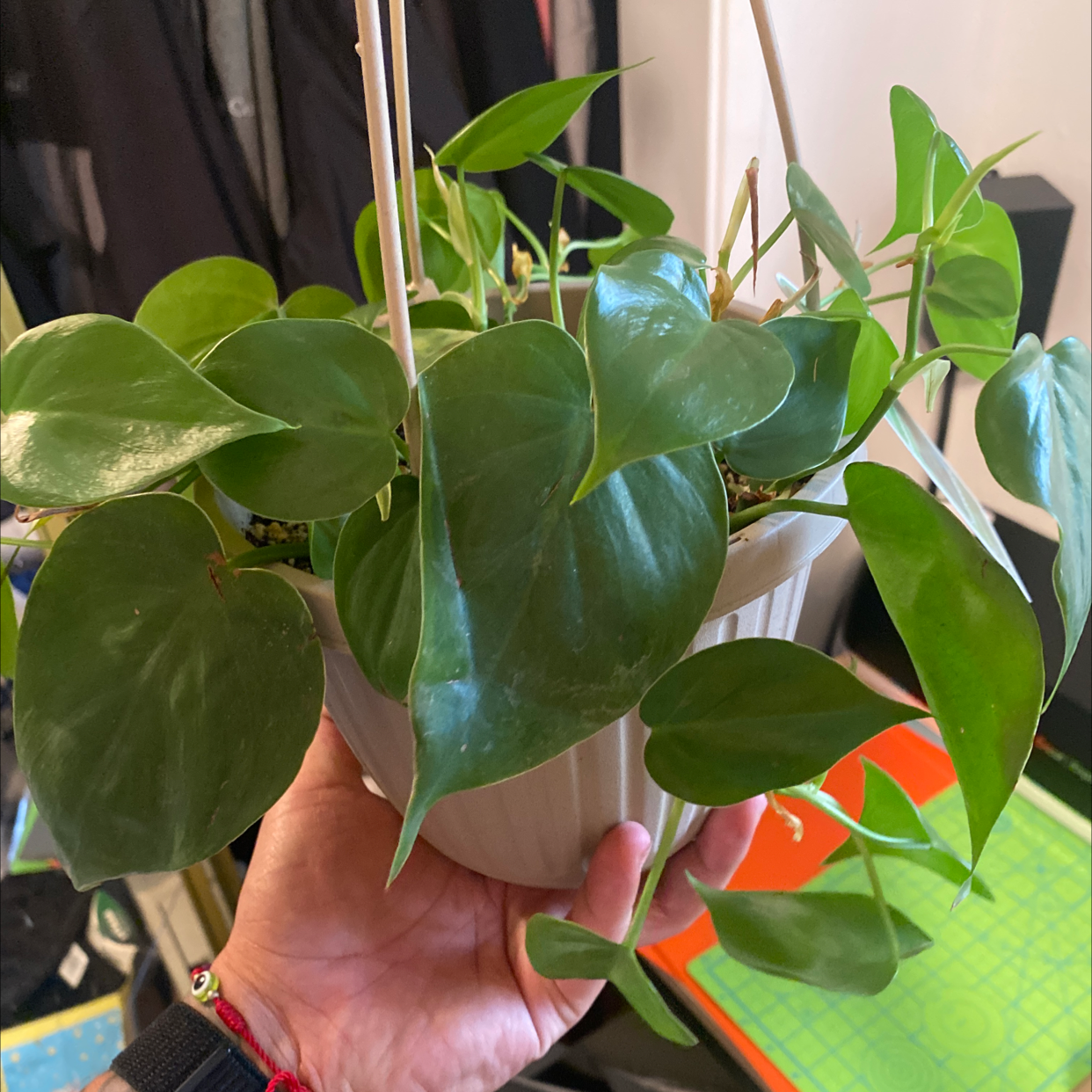 Hands holding a healthy, mature Heartleaf Philodendron plant with large, glossy, dark green heart-shaped leaves.