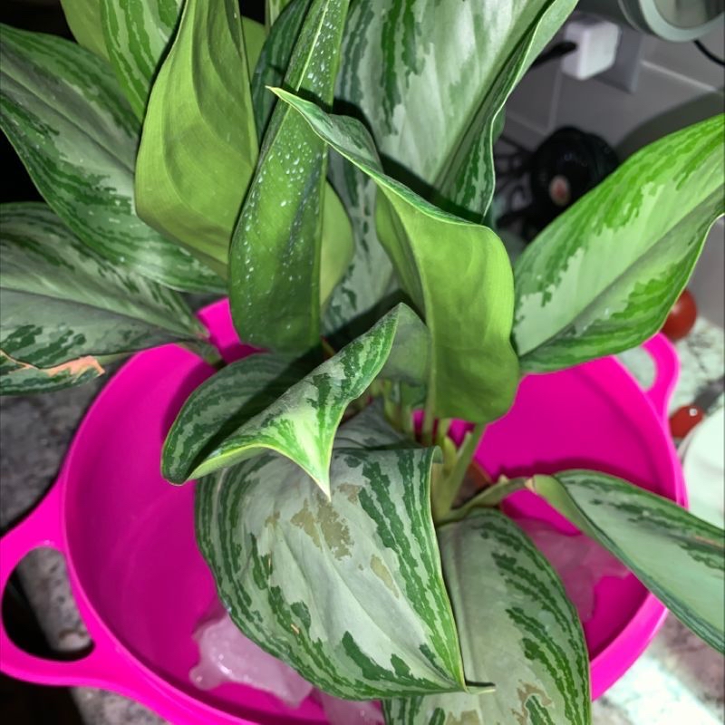 Close-up of healthy variegated Chinese Evergreen leaves gently held by bright pink gardening gloves, showing lush green and white coloring.