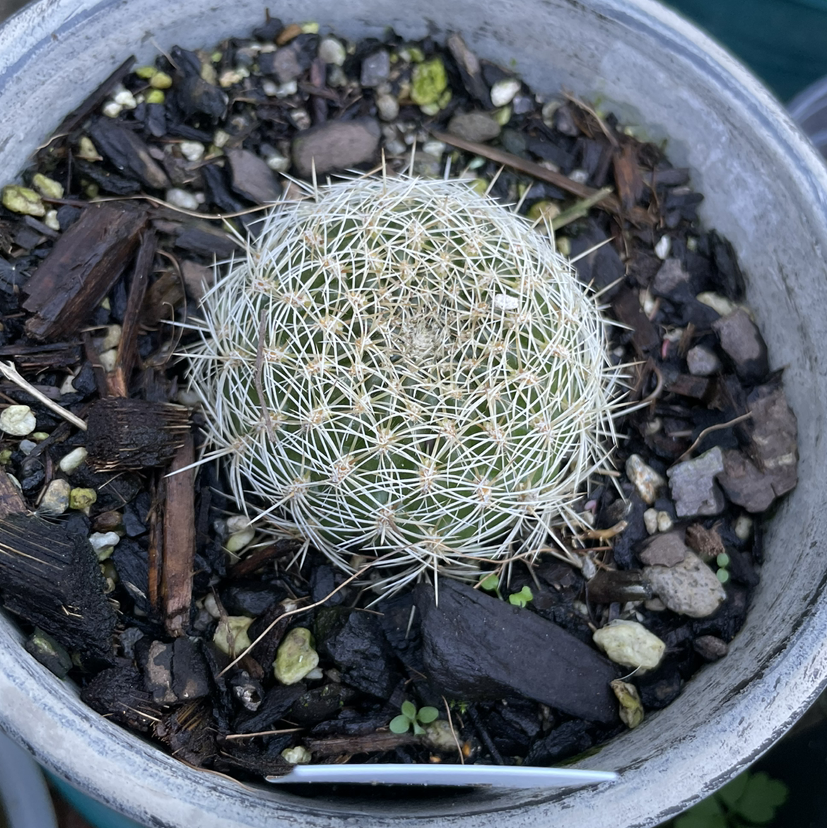 Pincushion Cactus in a pot with visible soil and small rocks.