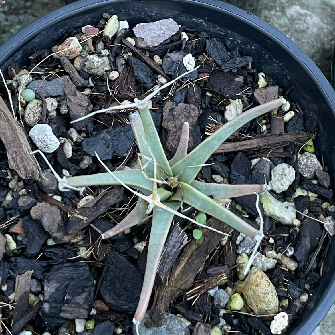 Plant care for Buson's Pincushion Cactus on Greg, the plant care app