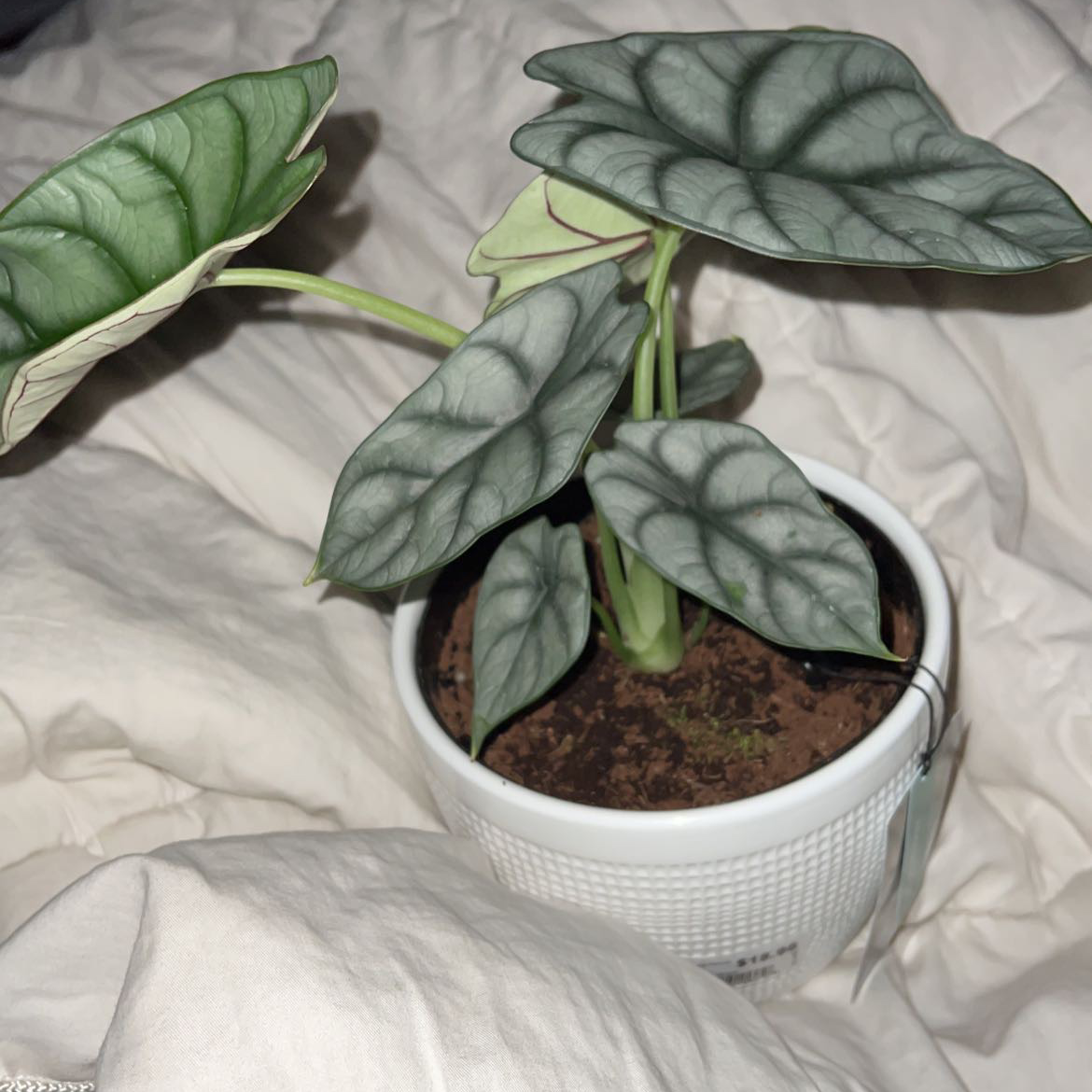 Potted Silver Dragon plant with silvery-green leaves and prominent dark veins.