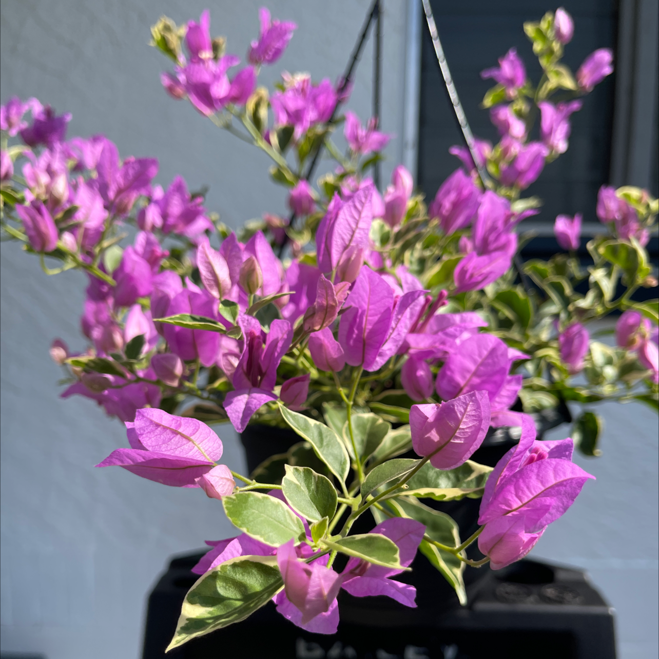 Plant care for Trailing Four O'Clock on Greg, the plant care app