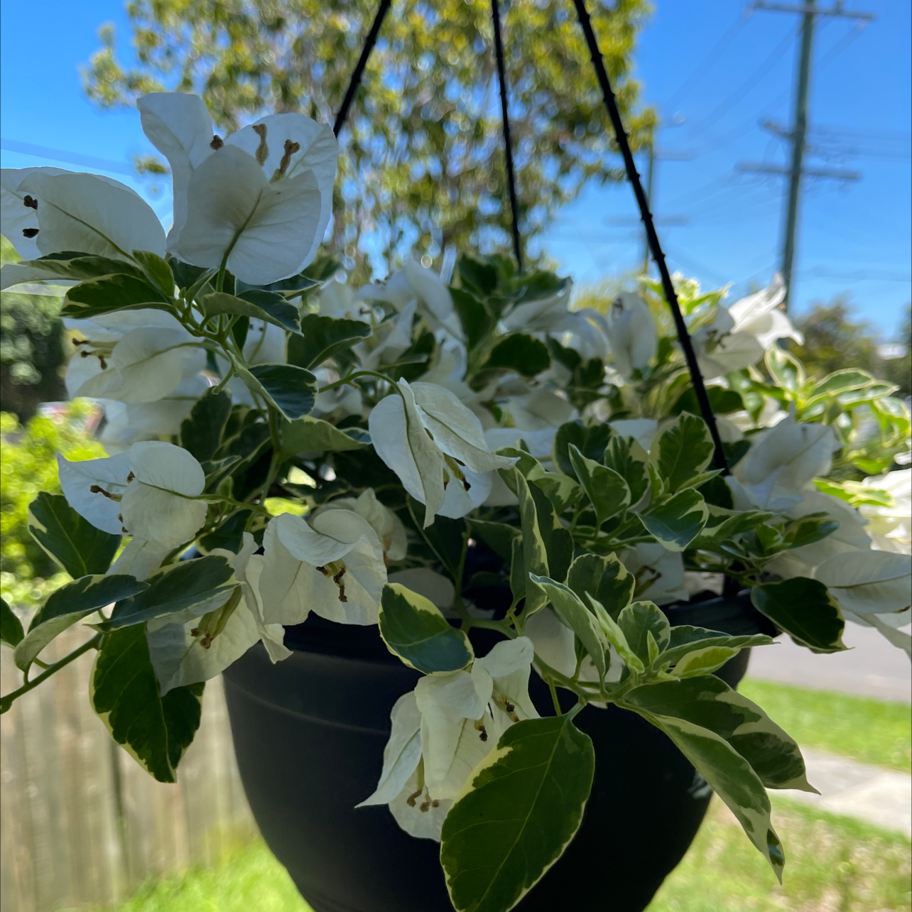 Plant care for Pullback on Greg, the plant care app