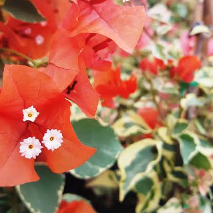 Plant care for Barbara Karst Bougainvillea on Greg, the plant care app
