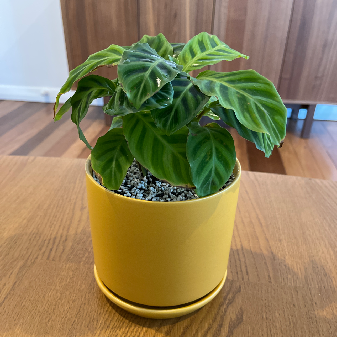 Potted Zebra Calathea plant with distinctive patterned leaves in a yellow pot.
