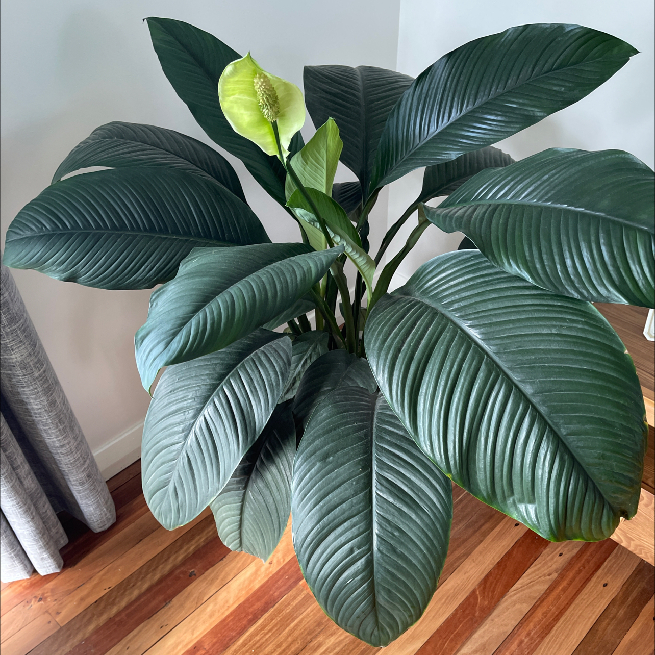 Sensation Peace Lily with large dark green leaves and a single white flower.
