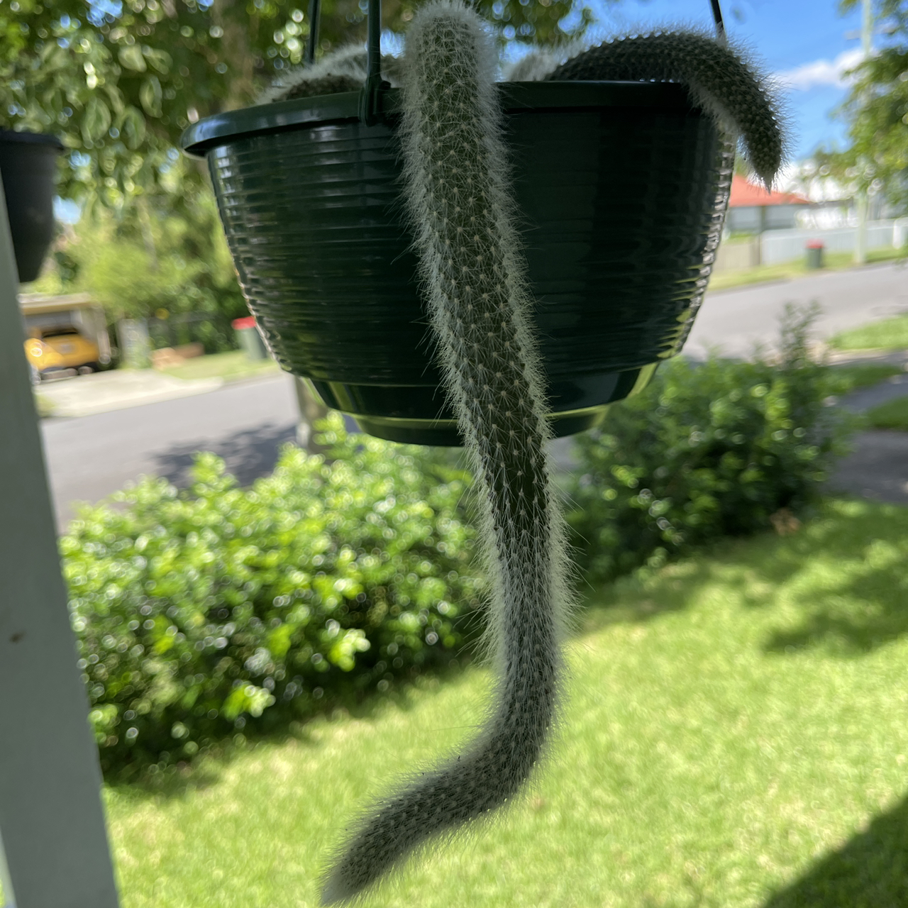 Monkey Tail Cactus in a hanging pot with a garden and street in the background.