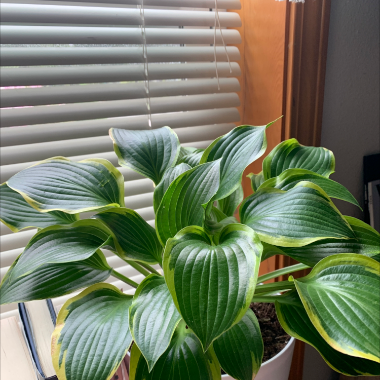 Photo of the plant species Plantain Lily by @oliviastyles_ named Your plant on Greg, the plant care app