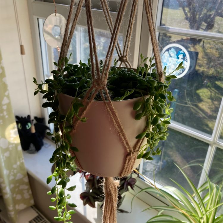 Hanging String of Watermelons plant in a white pot with vibrant green leaves.