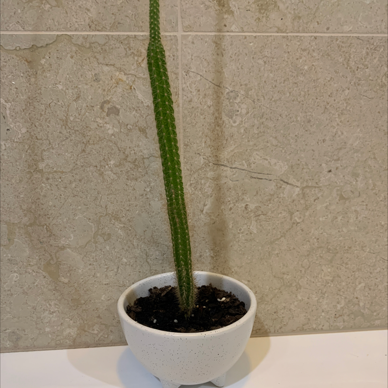 Photo of the plant species Organ Pipe Cactus by @siennasplantheaven named Cucumber on Greg, the plant care app