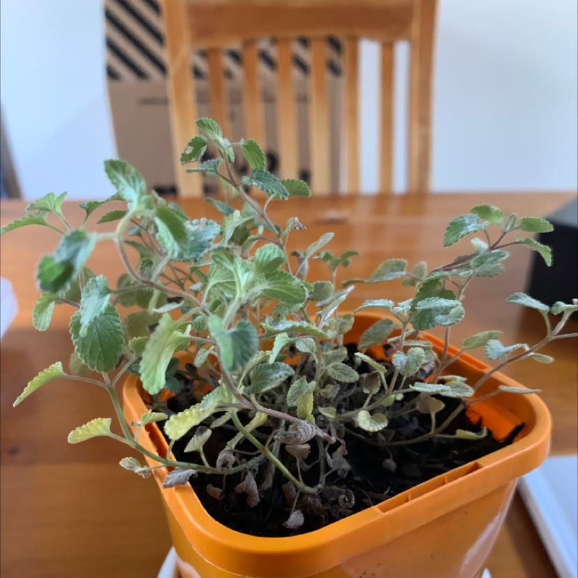 Catnip plant photo by Kam kam named CAT WEED 🚬🚬🚬 on Greg, the plant care app.