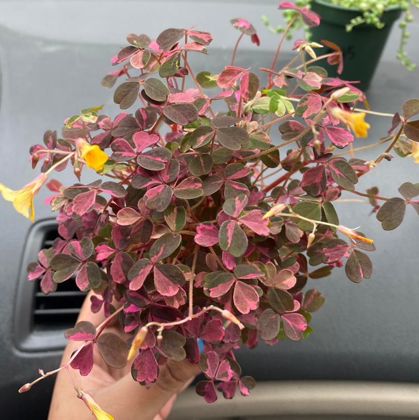 Creeping Woodsorrel plant with reddish-purple leaves and yellow flowers, held by a hand.