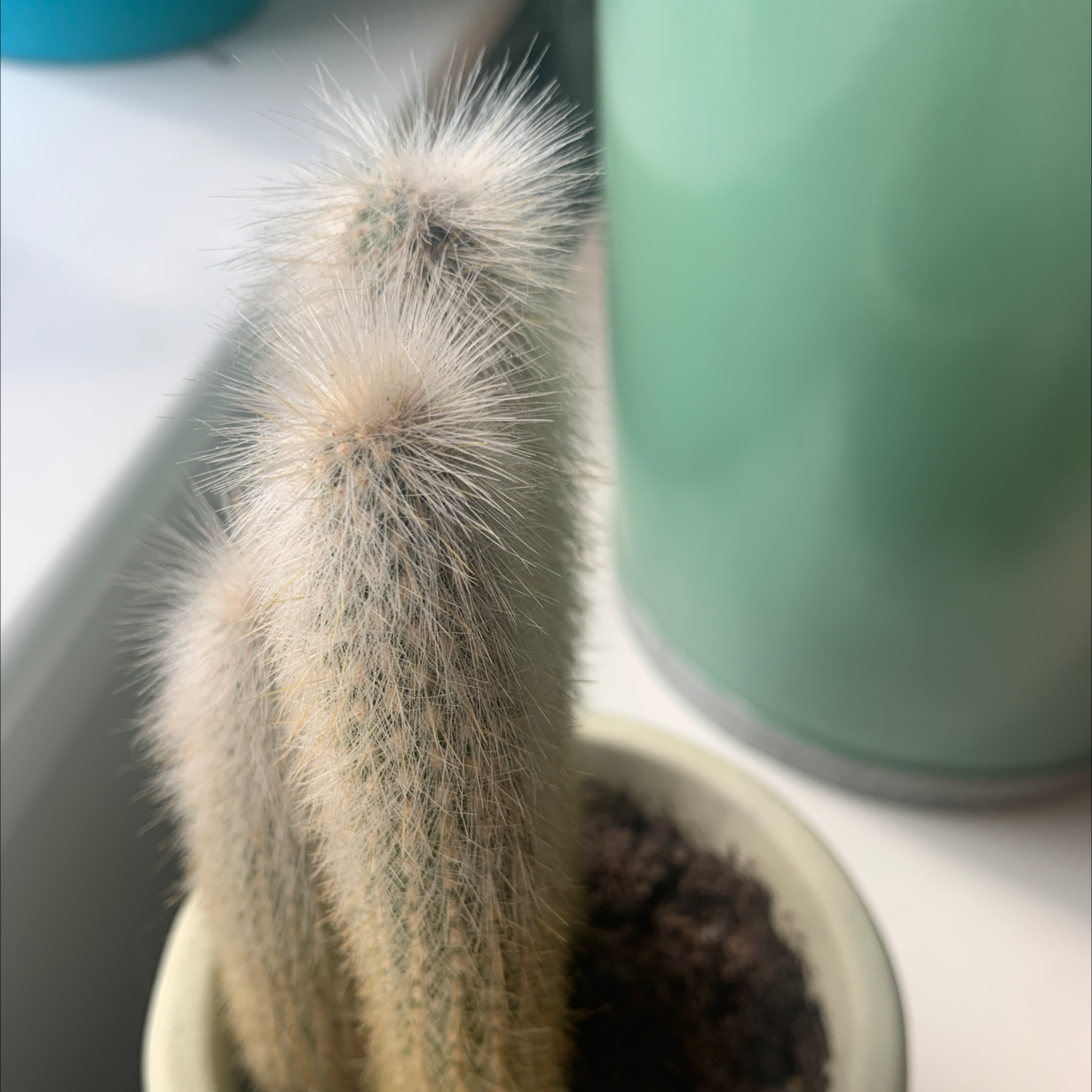 Photo of the plant species Harestail Grass by Isla named Your plant on Greg, the plant care app