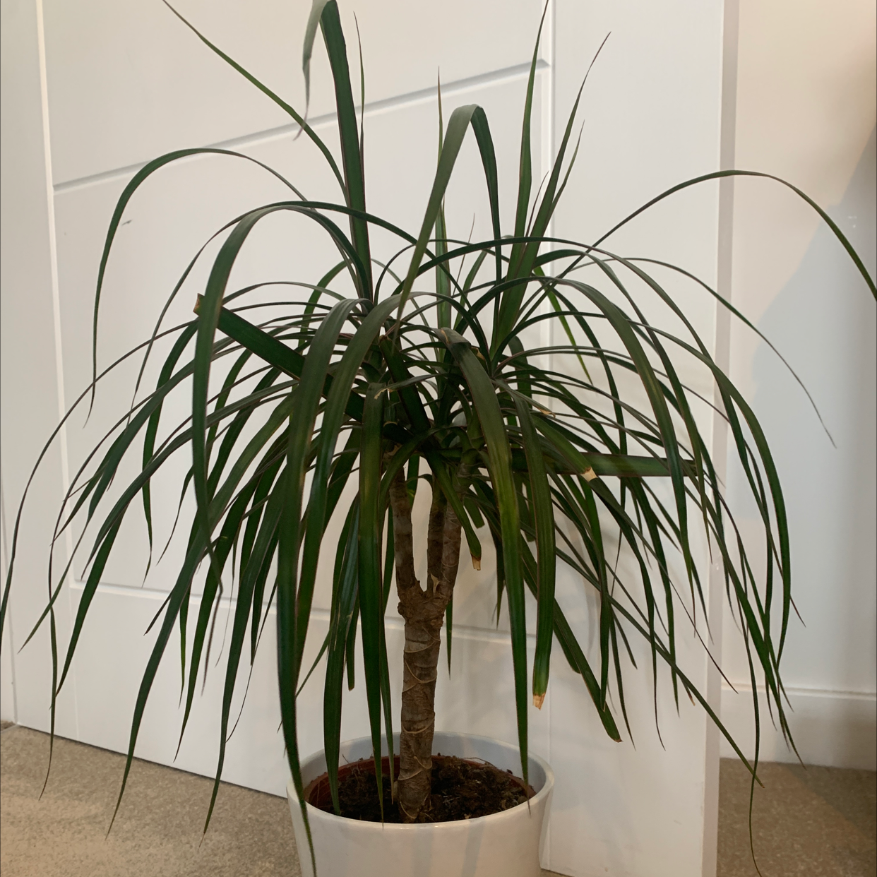 Photo of the plant species Dragon Tree by Isla named Your plant on Greg, the plant care app
