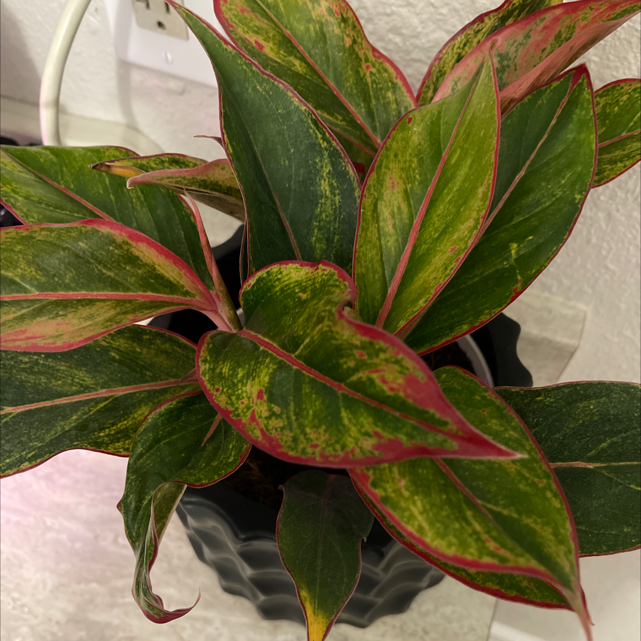 Red Siam Aurora Aglaonema plant with vibrant green and red-edged leaves in a pot indoors.