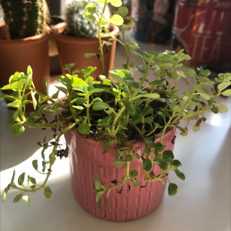 Healthy Pilea Baby Tears plant with lush, dense green foliage in a small pot, well-framed and in focus.